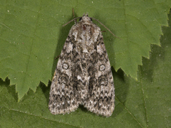 Syrekveldfly (Acronicta rumicis)