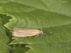 Perikumvikler (Lathronympha strigana)