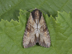 Kileengfly (Apamea crenata)