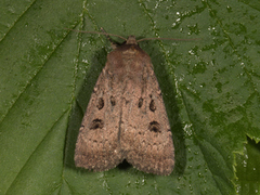 Krattfly (Graphiphora augur)