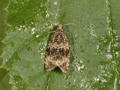 Olivenprydvikler (Celypha lacunana)