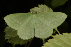 Kjempebladmåler (Geometra papilionaria)