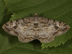 Skogbarkmåler (Alcis repandata)