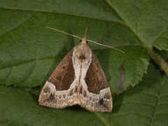 Blåbærnebbfly (Hypena crassalis)