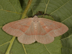 Barskogmåler (Hylaea fasciaria)