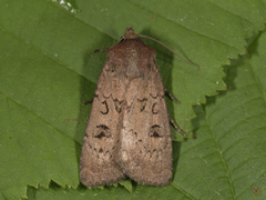 Krattfly (Graphiphora augur)