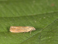 Perikumvikler (Lathronympha strigana)