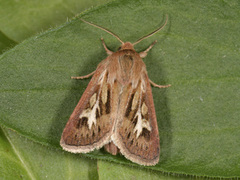 Gressmarkfly (Cerapteryx graminis)