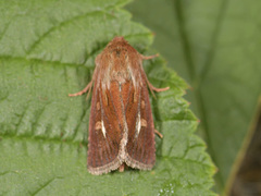 Gressmarkfly (Cerapteryx graminis)