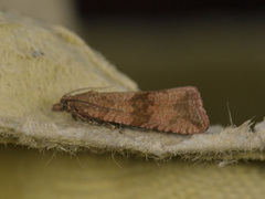 Løvetannprydvikler (Celypha striana)