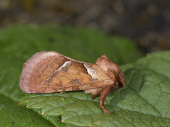 Rød roteter (Triodia sylvina)