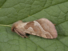 Rød roteter (Triodia sylvina)