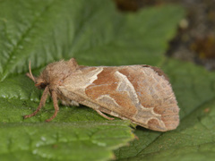 Rød roteter (Triodia sylvina)