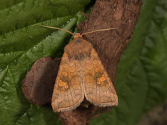 Stengelfly (Amphipoea)