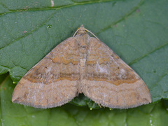 Brun bakkemåler (Scotopteryx chenopodiata)