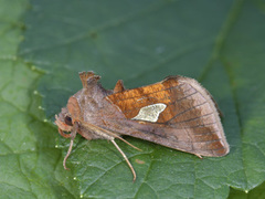 Storflekket metallfly (Autographa bractea)