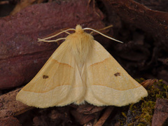 Bølgemåler (Crocallis elinguaria)