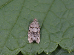 Bartrevikler (Dichelia histrionana)