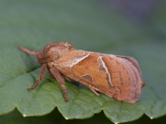 Rød roteter (Triodia sylvina)