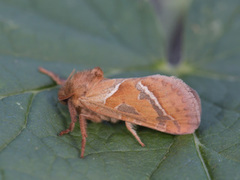 Rød roteter (Triodia sylvina)