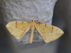 Sløyfemåler (Eulithis pyraliata)