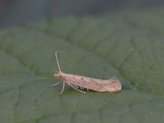 Vandrekålmøll (Plutella xylostella)