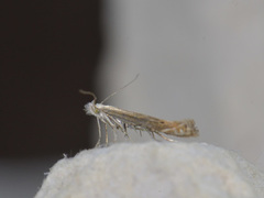 Isophrictis striatella