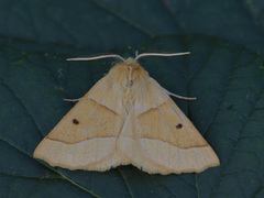 Bølgemåler (Crocallis elinguaria)