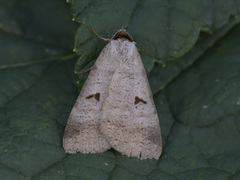 Engvikkefly (Lygephila pastinum)