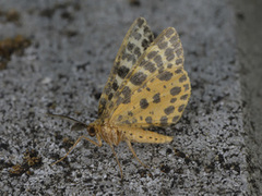 Flekkmåler (Arichanna melanaria)