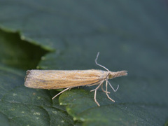 Okernebbmott (Agriphila tristella)