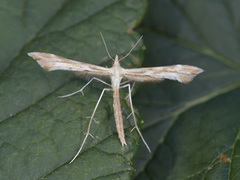 Ryllikfjærmøll (Gillmeria pallidactyla)