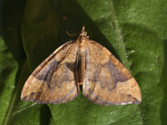 Blåbærmåler (Eulithis populata)