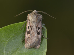 Fiolettbrunt jordfly (Euxoa recussa)