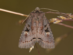 Fjellvierfly (Hillia iris)