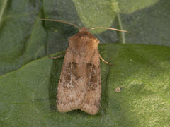 Kobberfly (Chersotis cuprea)