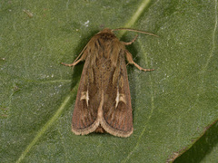 Gressmarkfly (Cerapteryx graminis)