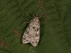 Barkmosemott (Eudonia truncicolella)