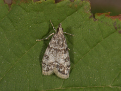 Barkmosemott (Eudonia truncicolella)