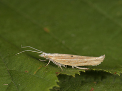 Ypsolopha nemorella