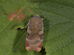 Fiolett båndfly (Noctua janthe)