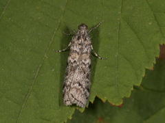 Grankonglesmalmott (Dioryctria abietella)