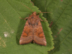 Stengelfly (Amphipoea)