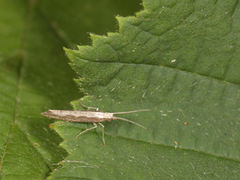 Vandrekålmøll (Plutella xylostella)