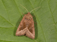 Brunt stengelfly (Hydraecia micacea)