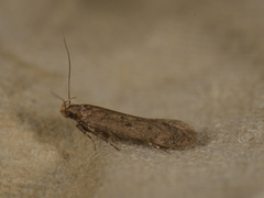 Bryotropha terrella