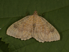 Gullmåler (Camptogramma bilineata)