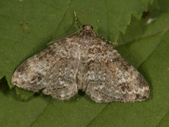 Hvitveislundmåler (Mesotype didymata)