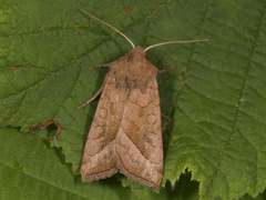 Brunt stengelfly (Hydraecia micacea)