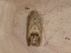 Eikeglansvikler (Cydia splendana)